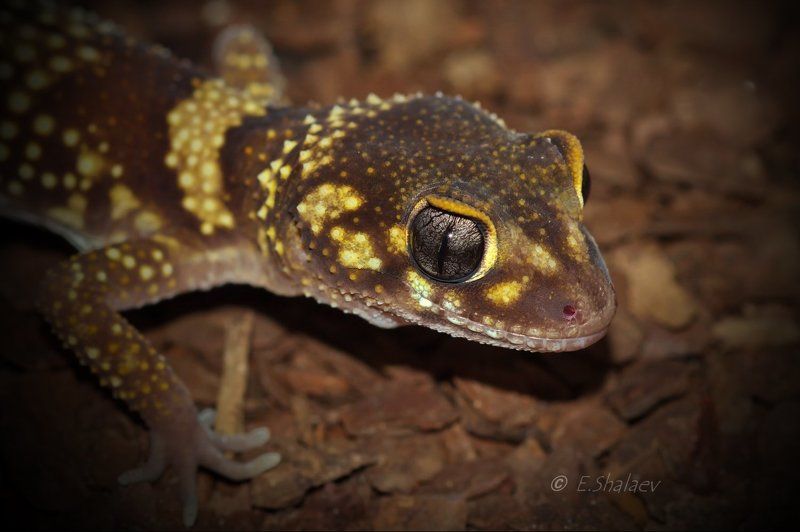 thick-tailed gecko, underwoodisaurus mili, австралийский толстохвостый гекк, геккон, рептилии, ящерица Живущие в ночи 2 фото превью