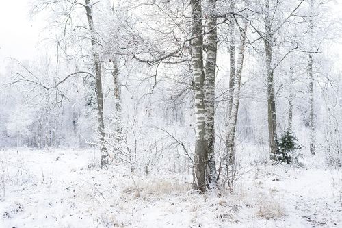 Winter Forest