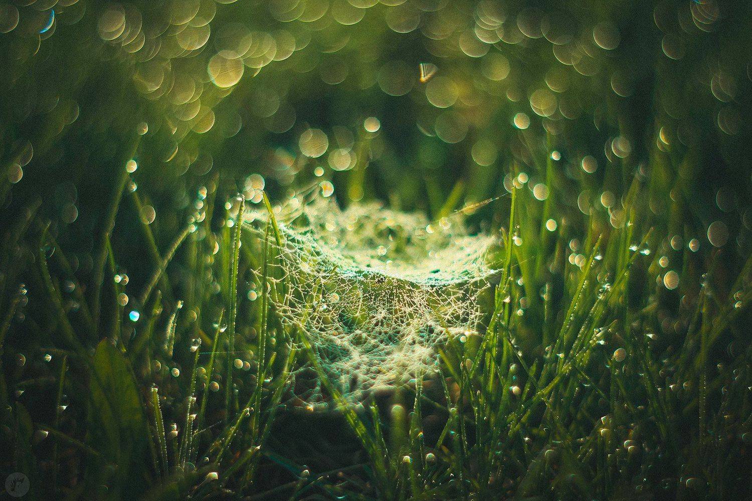 роса, утро, трава, паутина, Фролова Евгения