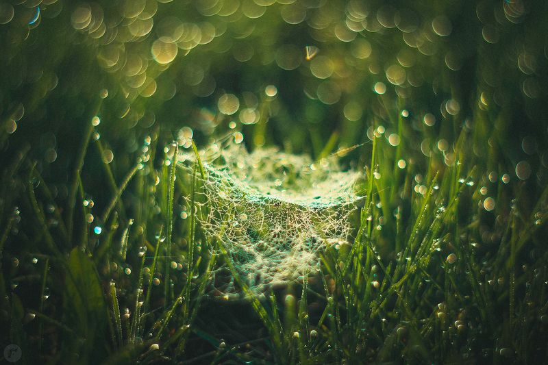 роса, утро, трава, паутина Утро фото превью