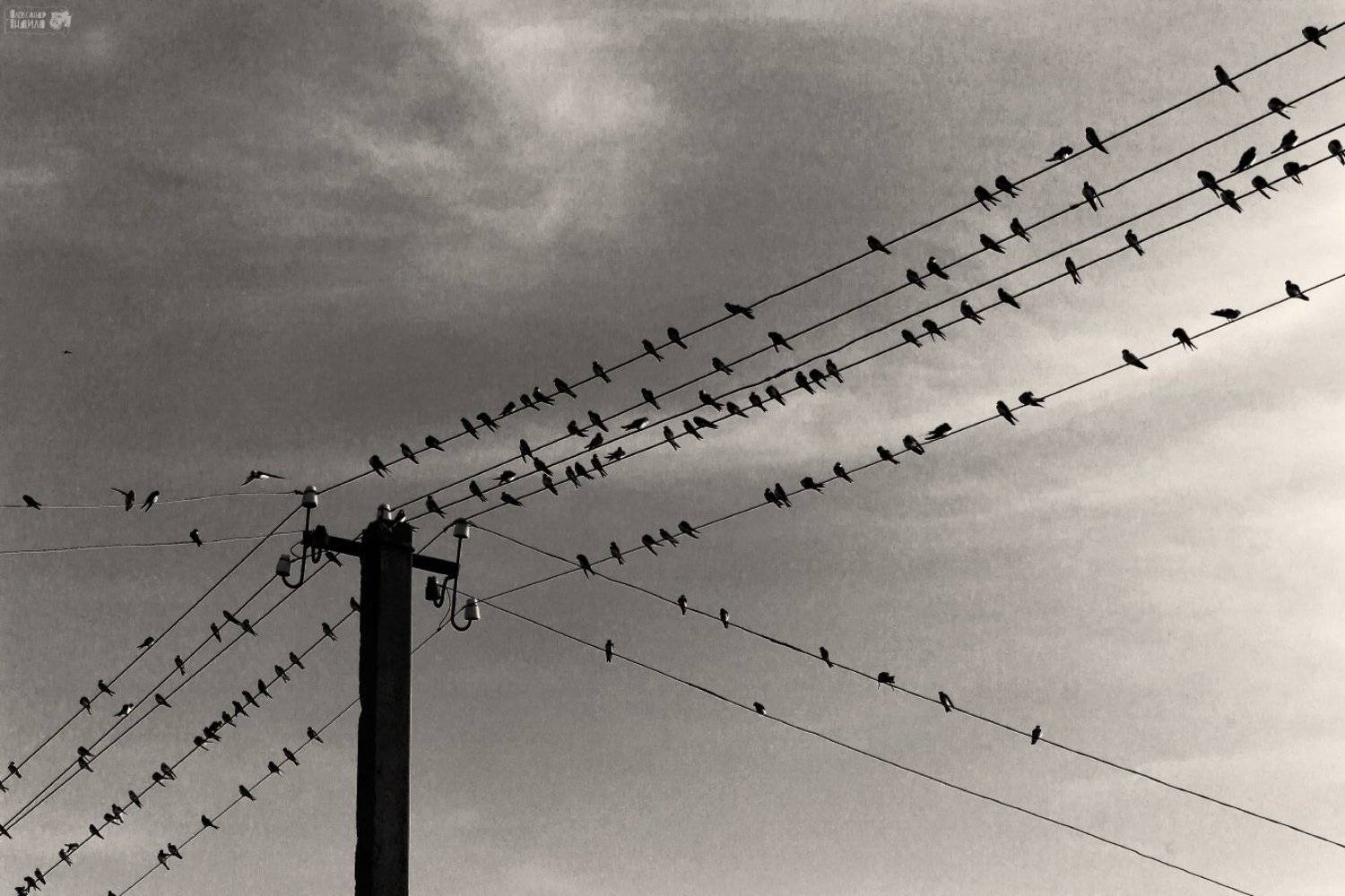 , Александр Индыло