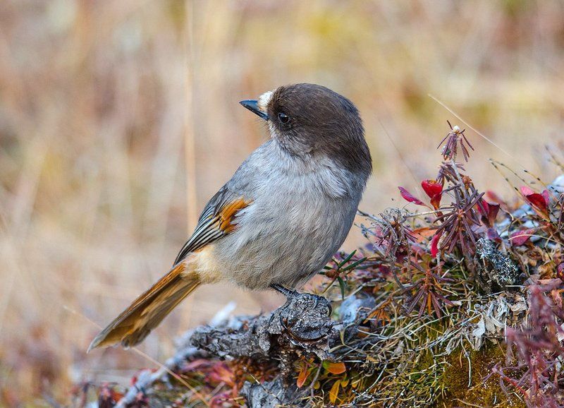 Кукша птицы Кукша фото превью