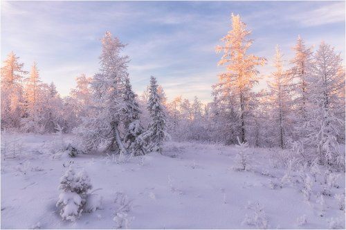 Морозное утро ноября
