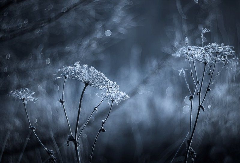 Осенние заморозки... фото превью