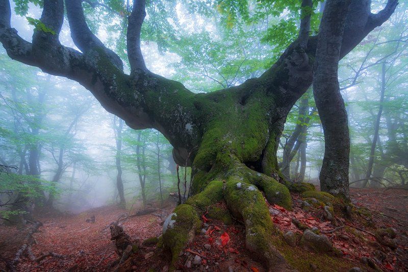 крым, демерджи Рогатый страж фото превью