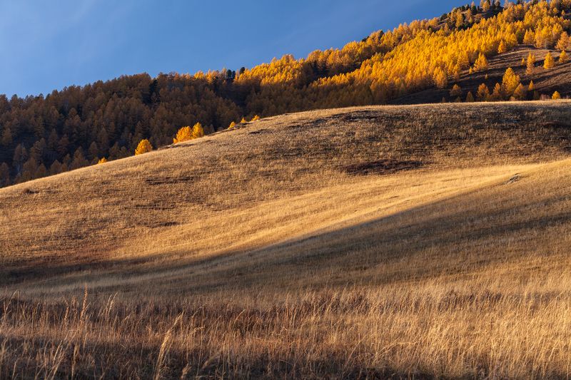 Алтай, закат, луг, природа, лес,поле Закат на холмах фото превью