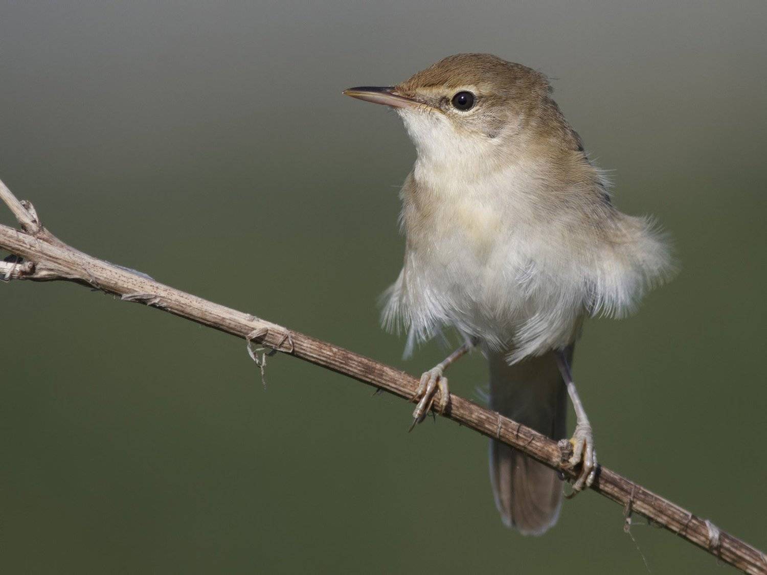 Камышевка, Ляпустин Юра