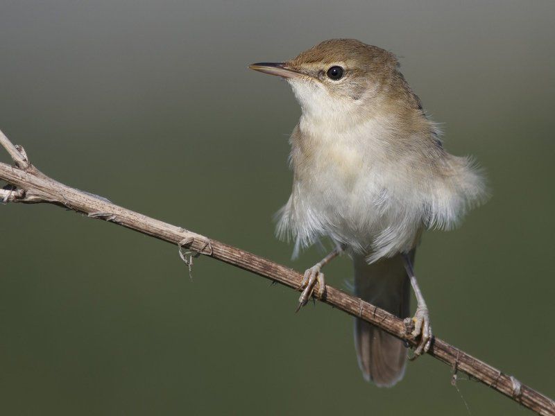 Камышевка *** фото превью