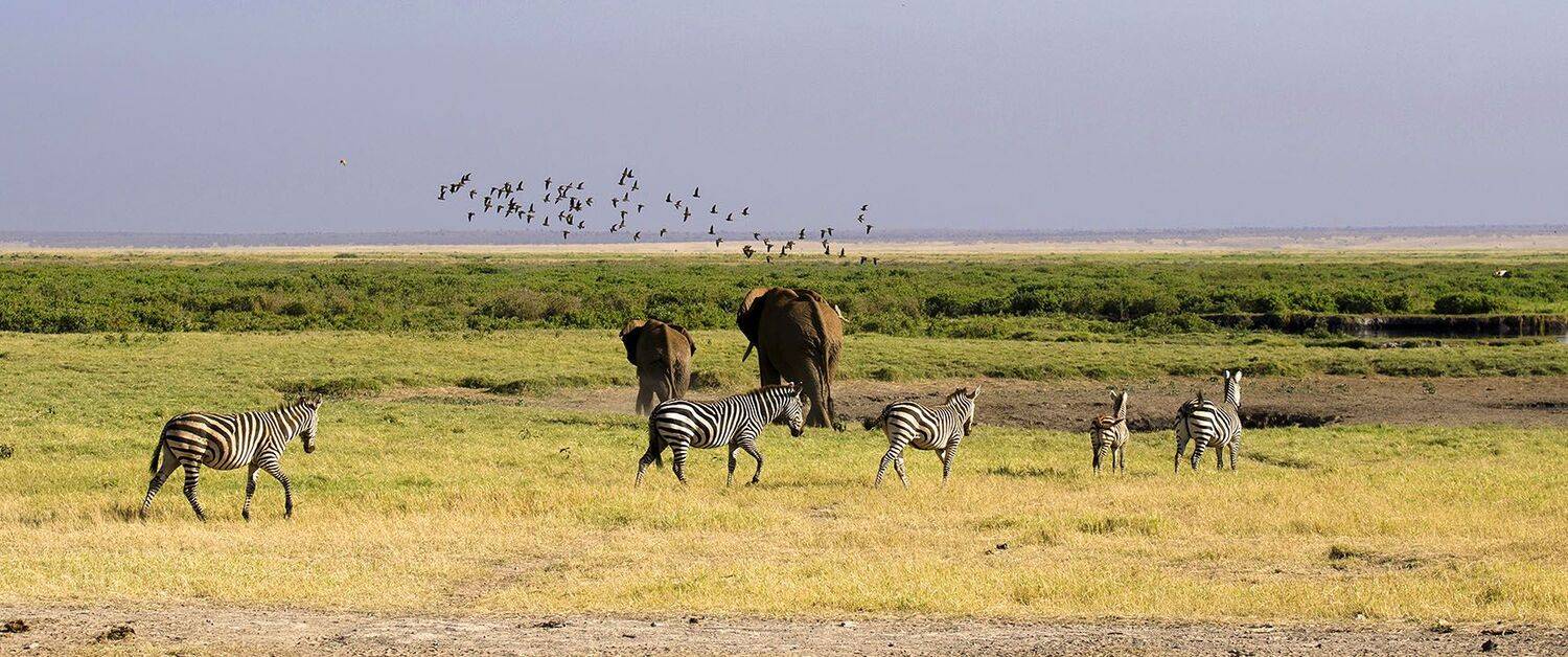 саванна, пустыня, слоны, зебры, Марина Мудрова