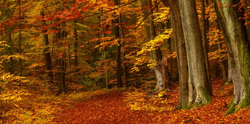 осень лес бук тропа Лесная тропа фото превью