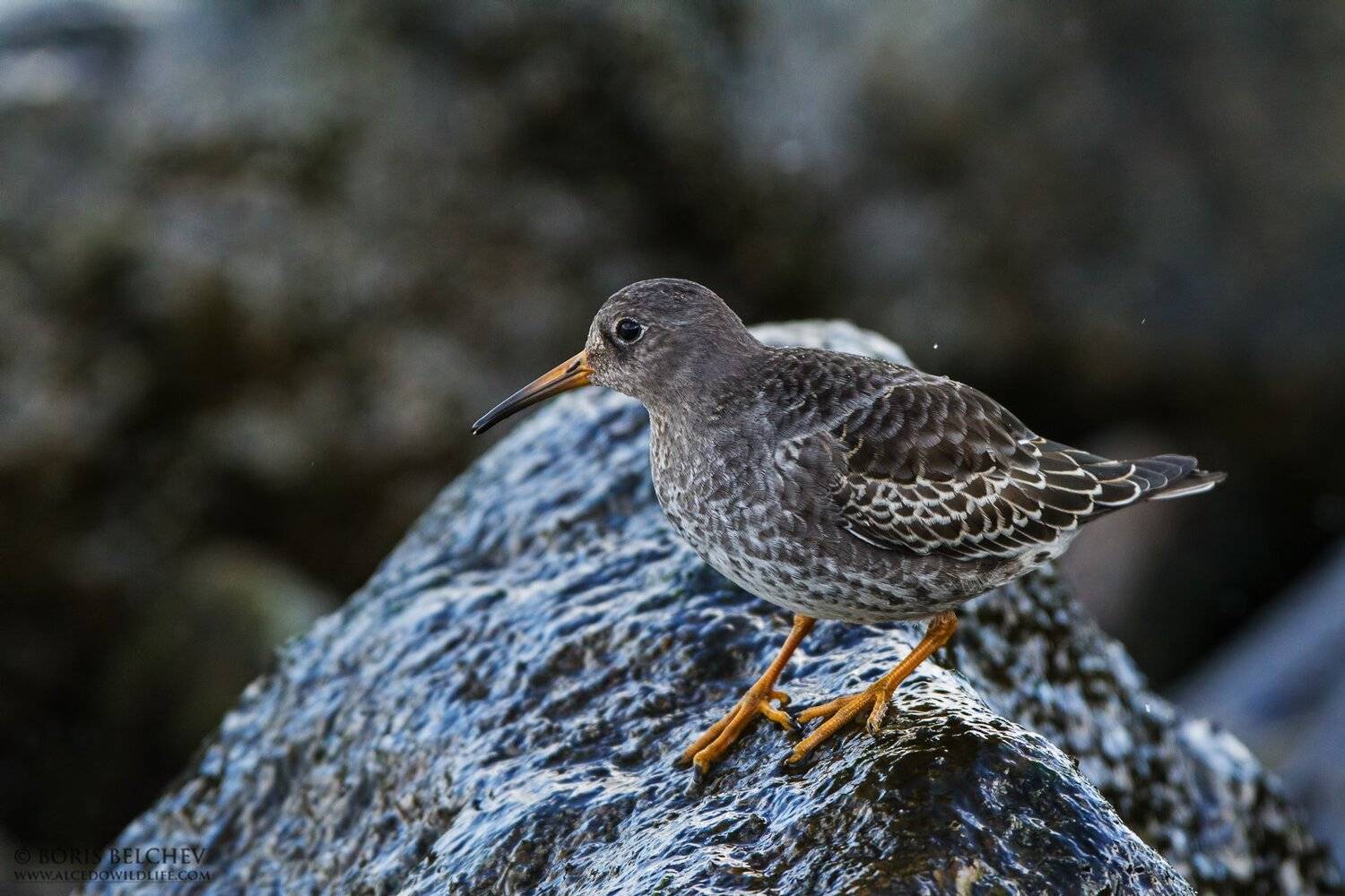 , Борис Белчев