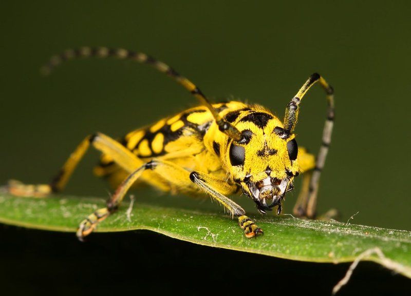 * фото превью