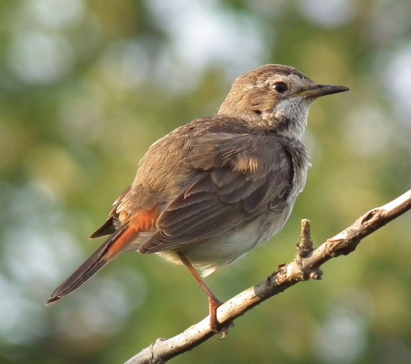 птица варакушка А вам слабо на одной лапке фото превью