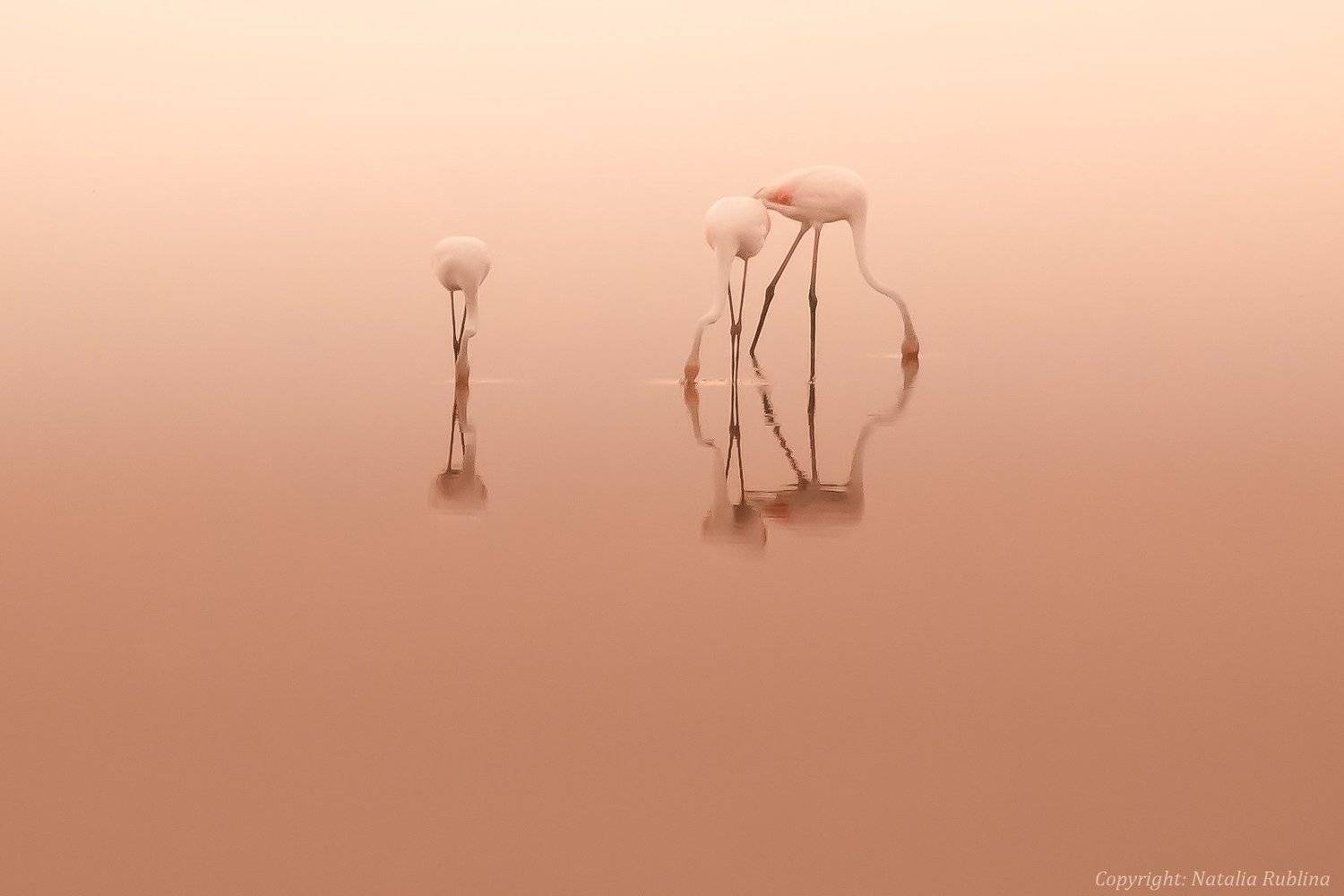 безмятежность, дитя заката, дитя рассвета, заповедник, настроение, озеро, отражения, природа, птицы, рассвет, розовый, спокойствие, тишина, трио, утро, фламинго, Наталья Рублина