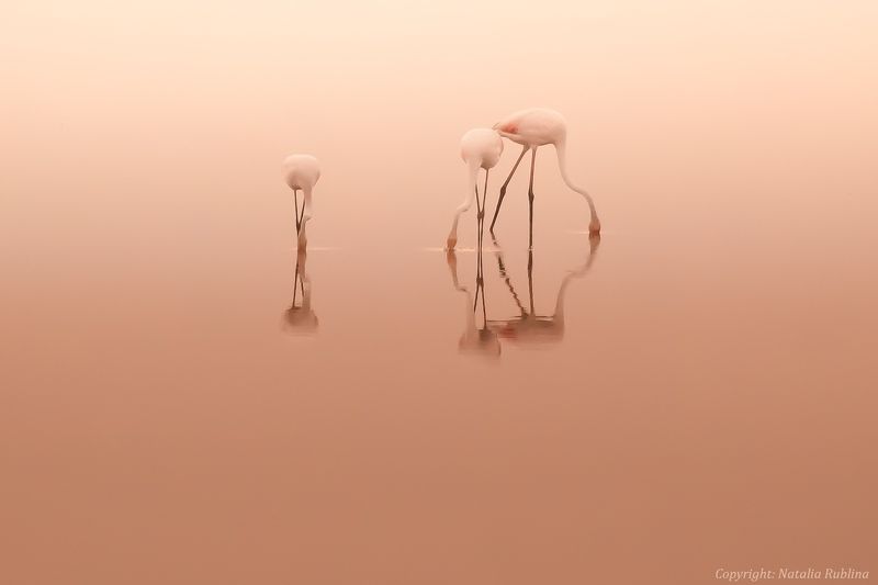 безмятежность, дитя заката, дитя рассвета, заповедник, настроение, озеро, отражения, природа, птицы, рассвет, розовый, спокойствие, тишина, трио, утро, фламинго Трио... фото превью