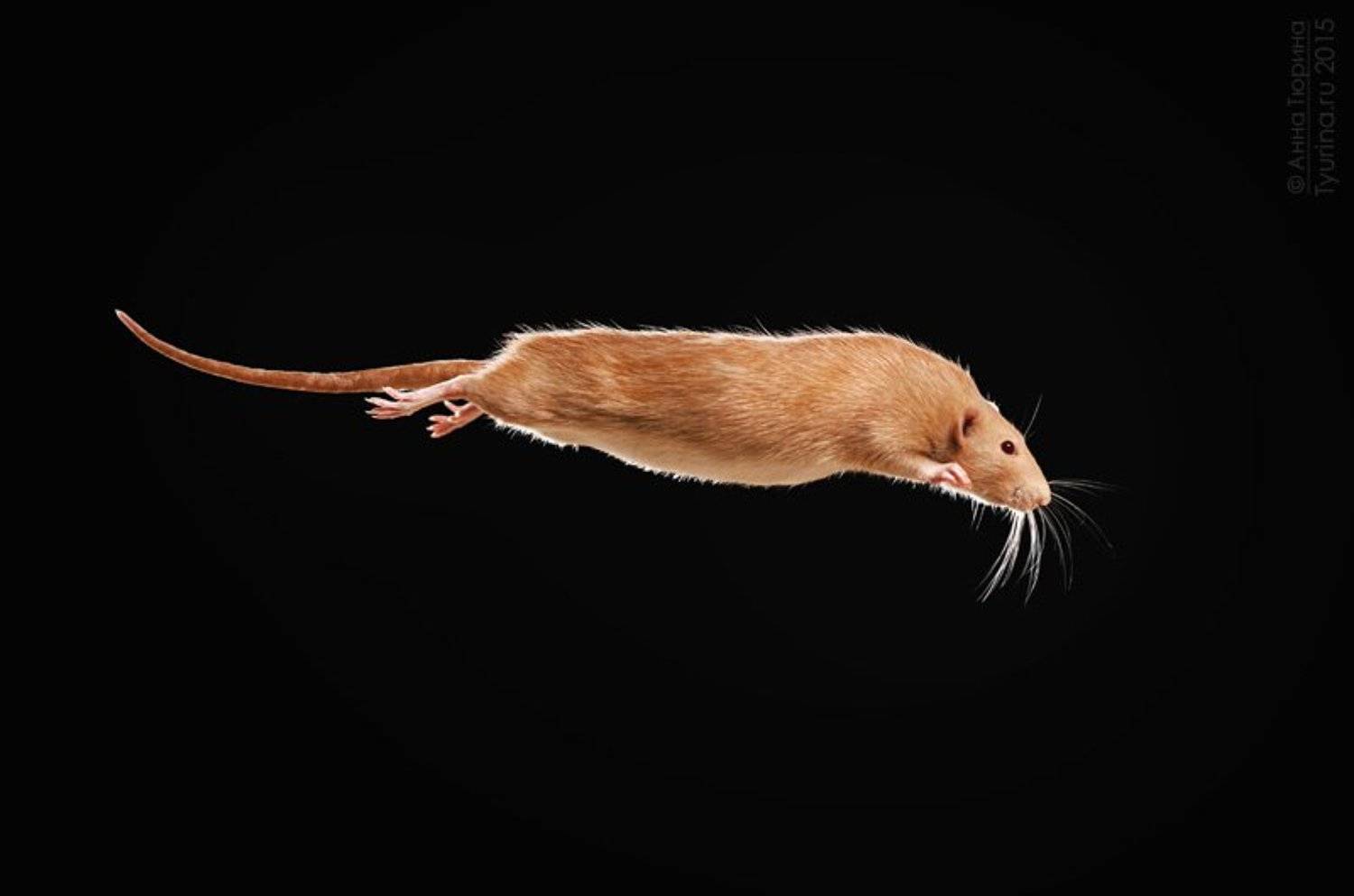 , Тюрина Анна