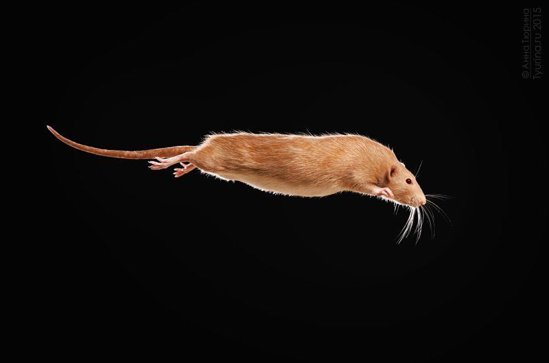 Полёт фото превью