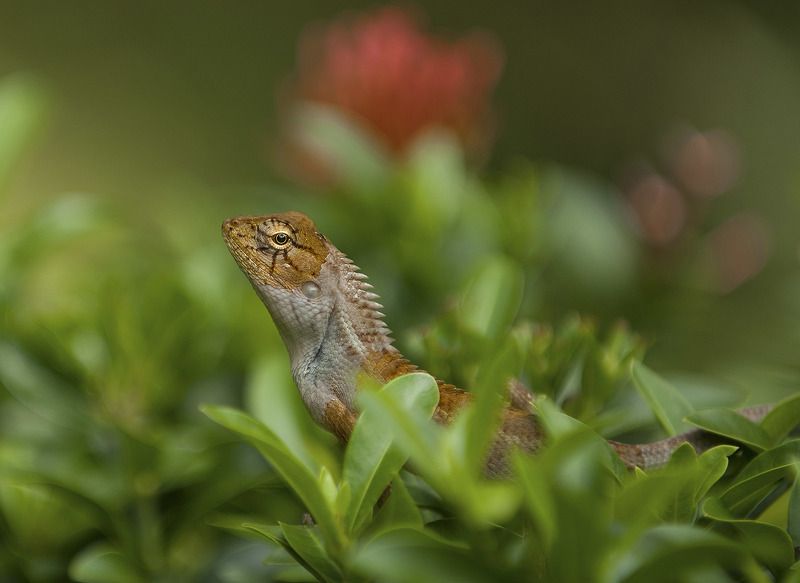 Здравствуй,мальчик Бананан. фото превью