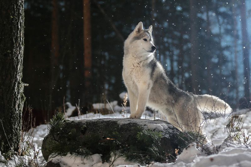 .... фото превью