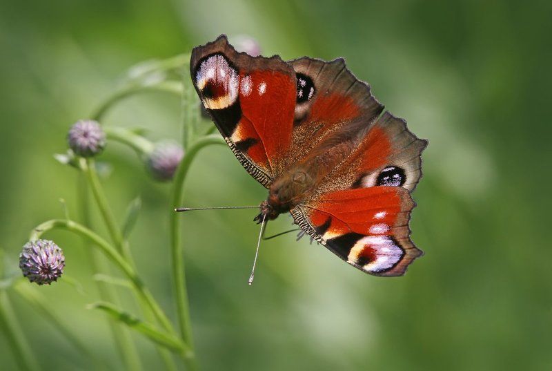 бабочка, павлиний глаз Inachis io. фото превью