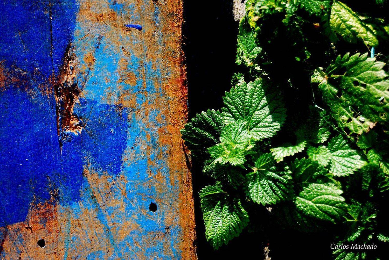 macro, urban, still life, Carlos Machado