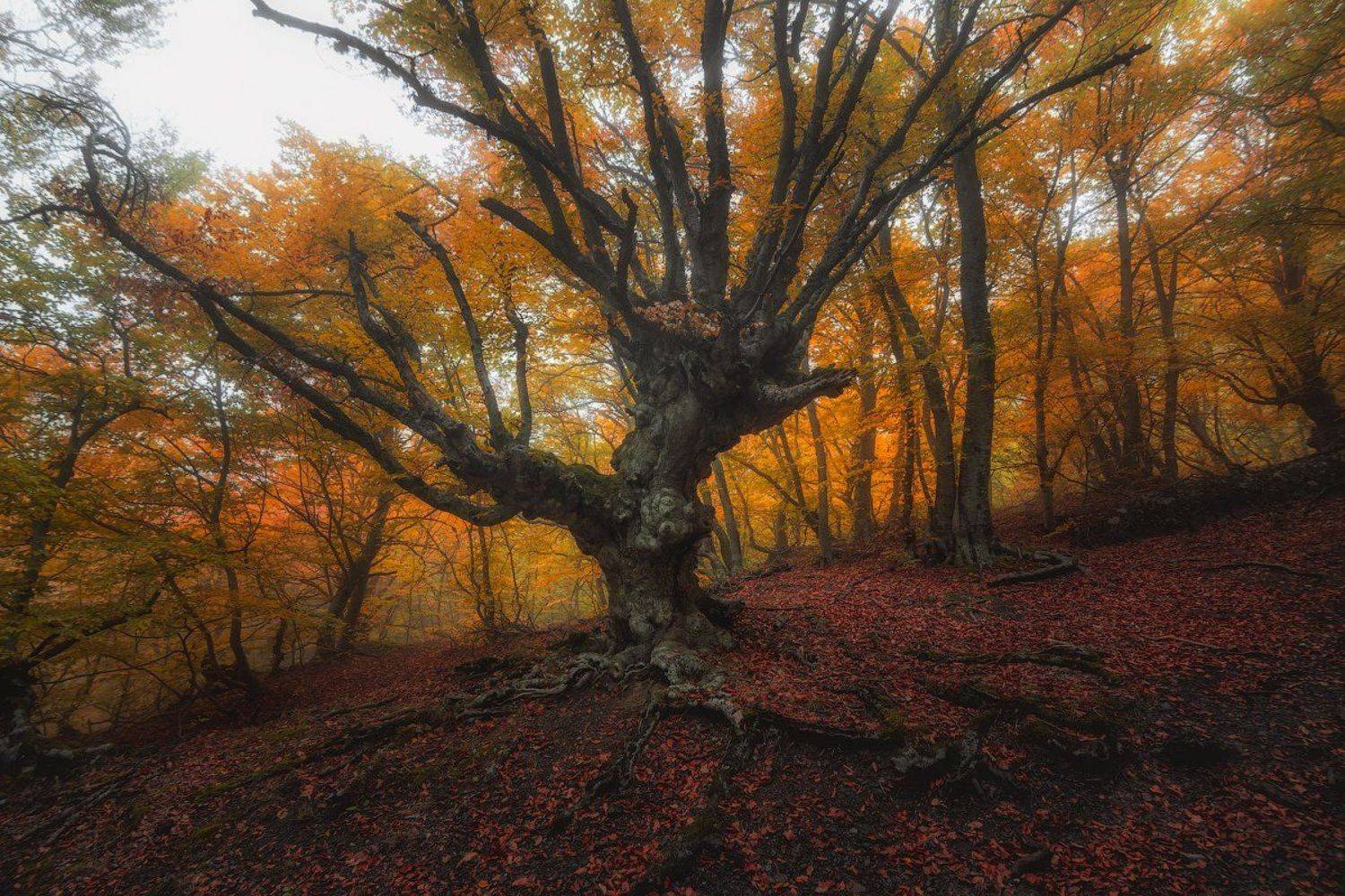 демерджи, крым, Сорокин Олег