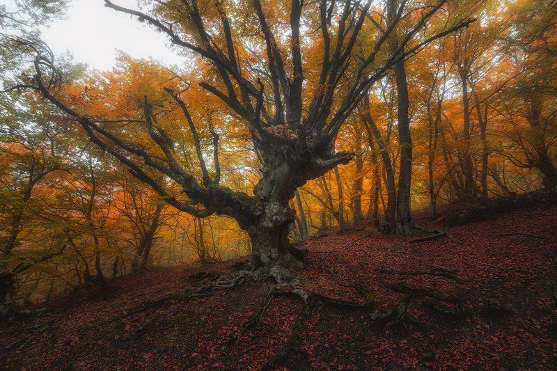 демерджи, крым *** фото превью