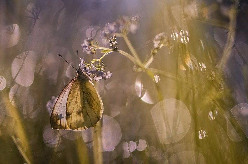 В платьице простом из подаренного ветром крепдешина. фото превью