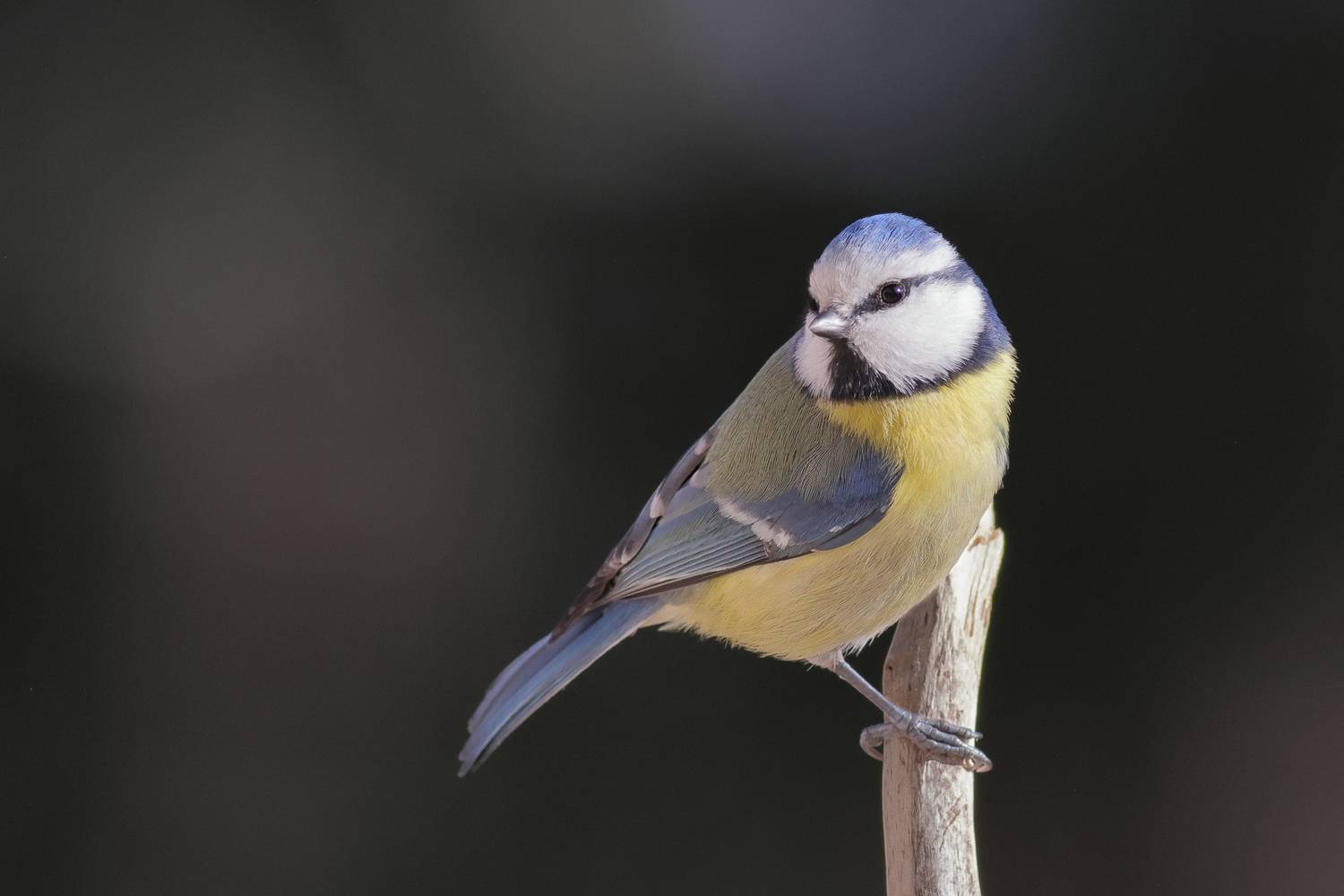 , Славов Георги