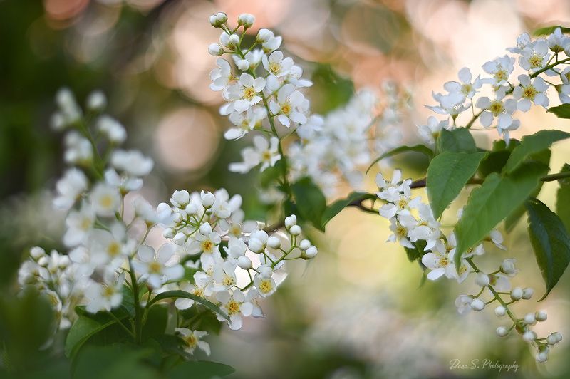 Цветущий май фото превью