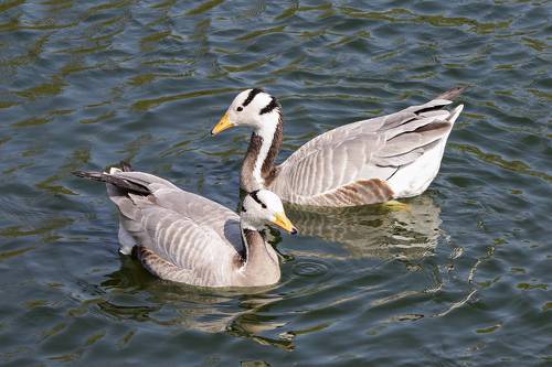 Горный гусь (Anser indicus)