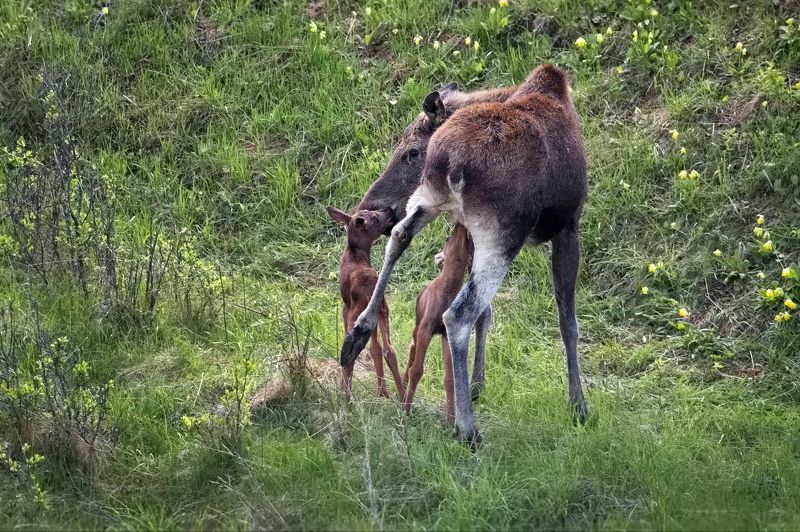 Заботливая мамаша фото превью
