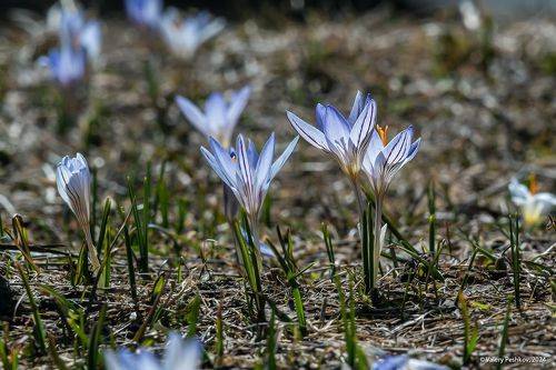 Крокусы долины Адыр-Су