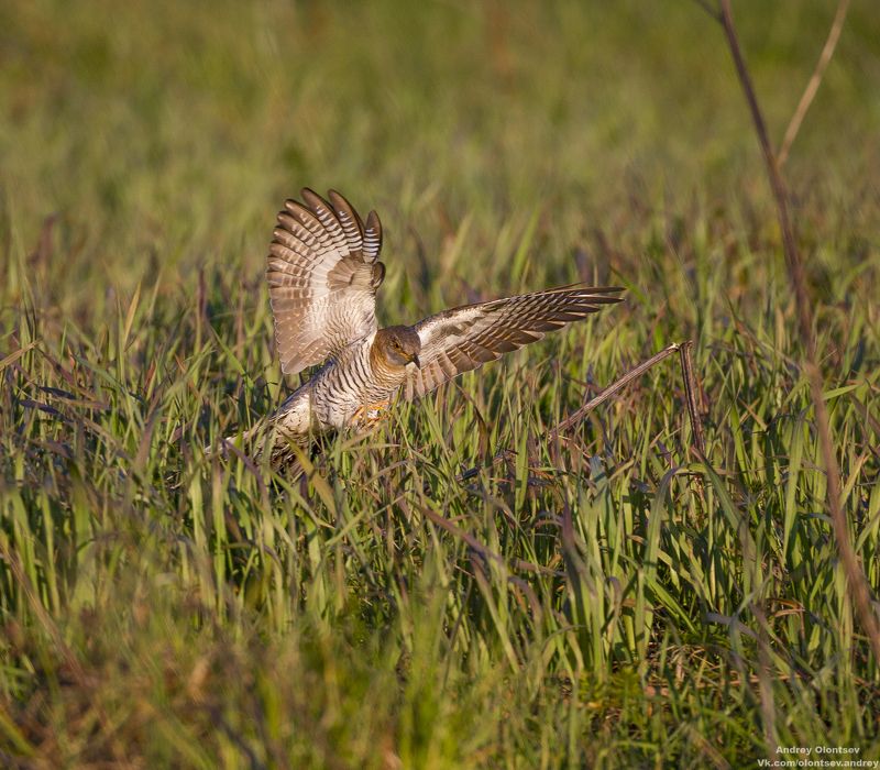 солнце, россия, рассвет, природа, подмосковье, погода, пейзажи, пейзаж, отражение, наукоград, красота, дубна, вода, весна, weather, water, spring, russia, reflection, naukograd, nature, moscow, landscape, dawn, canon, dubna, beauty Налет кукушки на гнездо жертвы. фото превью