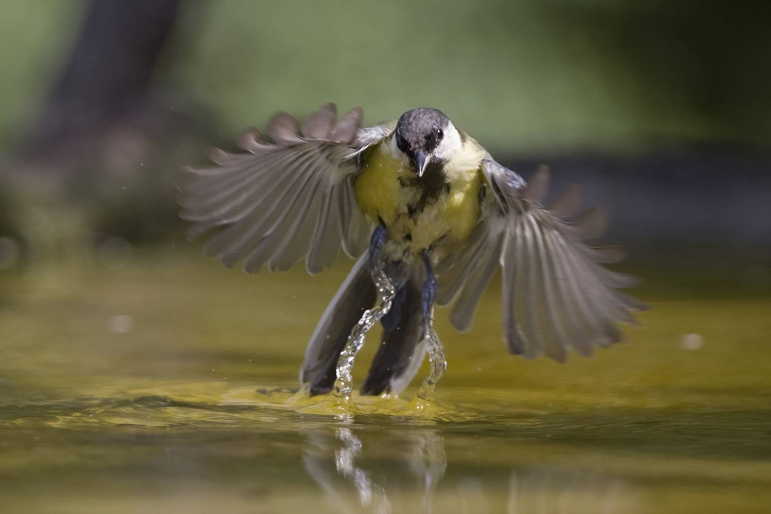 , Евгени Стефанов
