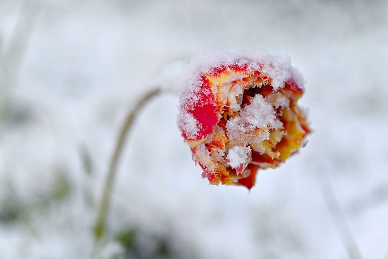 Майский снег фото превью