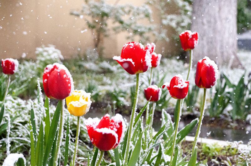 Майский снег. фото превью