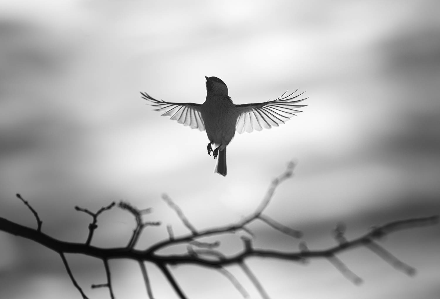 #лес #свет #вечер #природа #синица #птицы, Баранов Олег