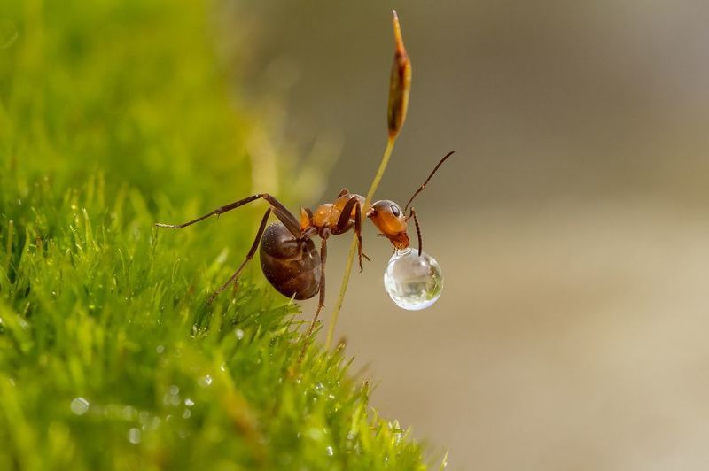 Как Мураш капельку пил фото превью
