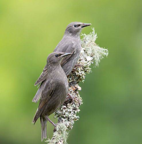 Juvenile, European Starling -Обыкновенный скворец, слетки