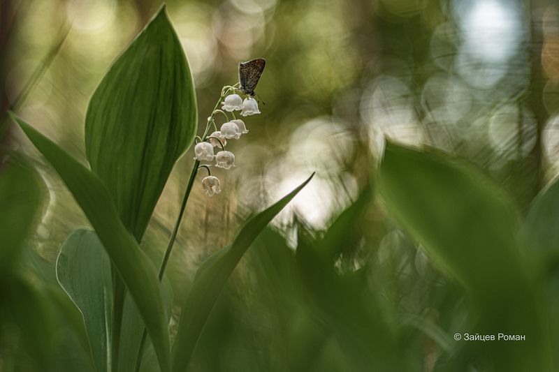 Лесная бабочка на ландыше фото превью