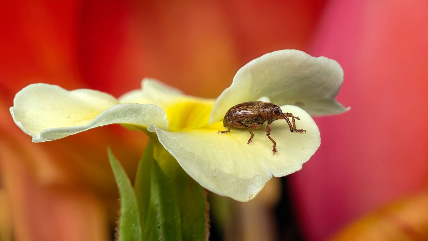 , Людмила Железнова