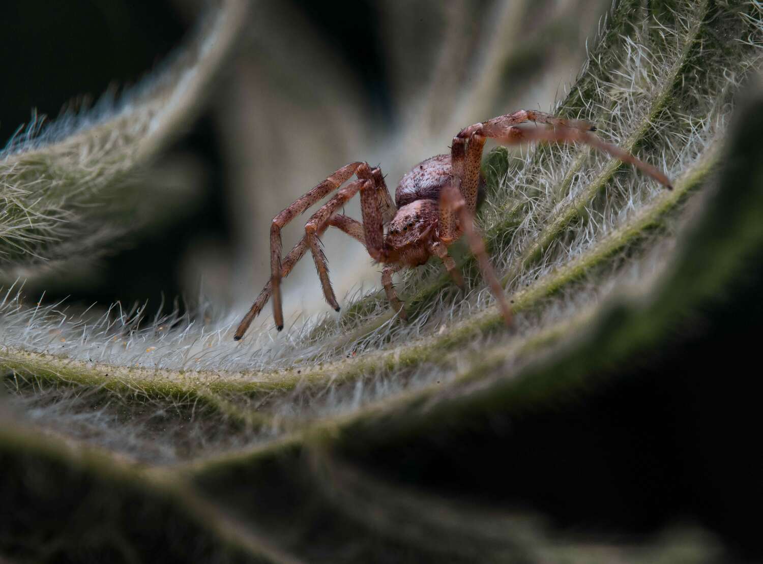 , Ширяев Константин