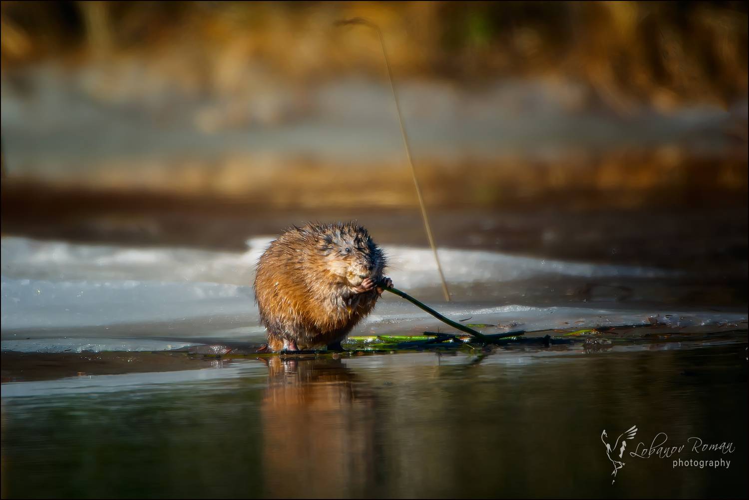 , Лобанов Роман