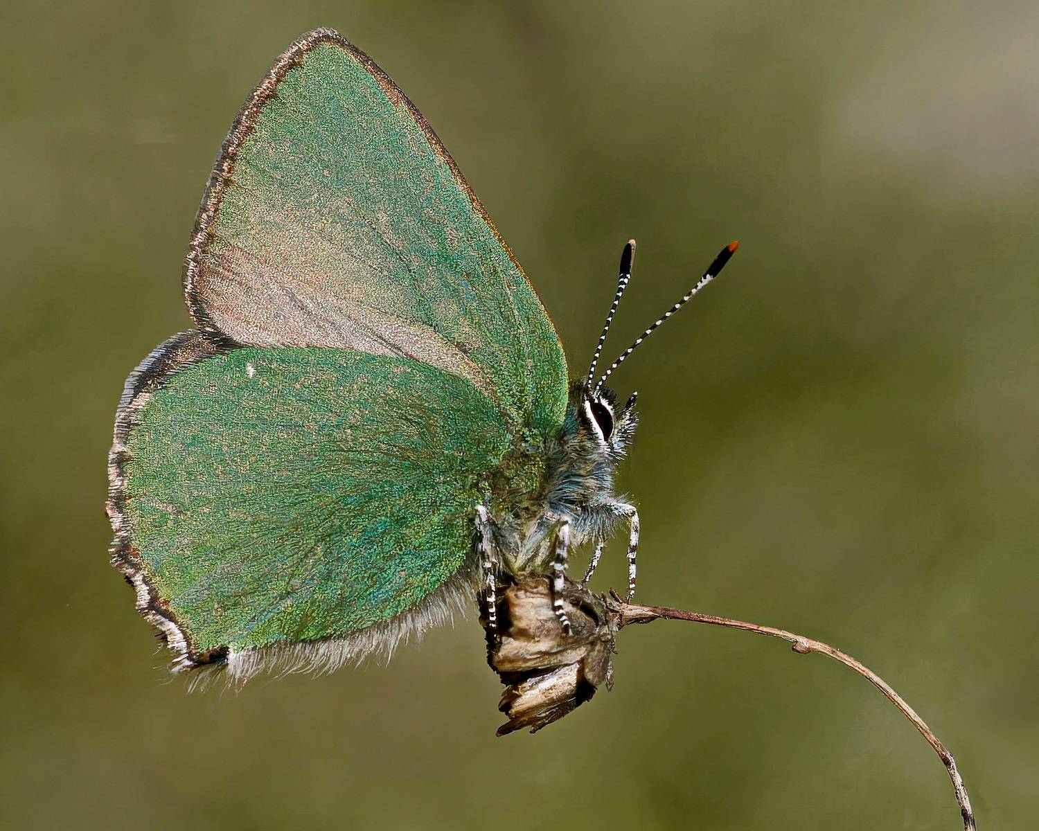 , Кузнецов Дмитрий