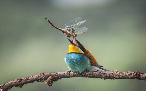 Славная добыча!