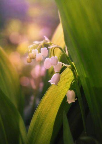 Ушами ландыш шелестит