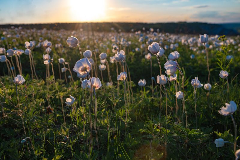 nikon, никон, z5, nature, весна, цветы, анемоны, flowers, anemone, фотография, красота, фото, world, дикая, природа, wildnature, поля, meadows, fields  фото превью