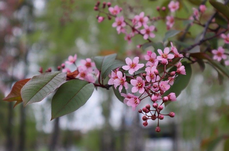 Розовая черёмуха фото превью