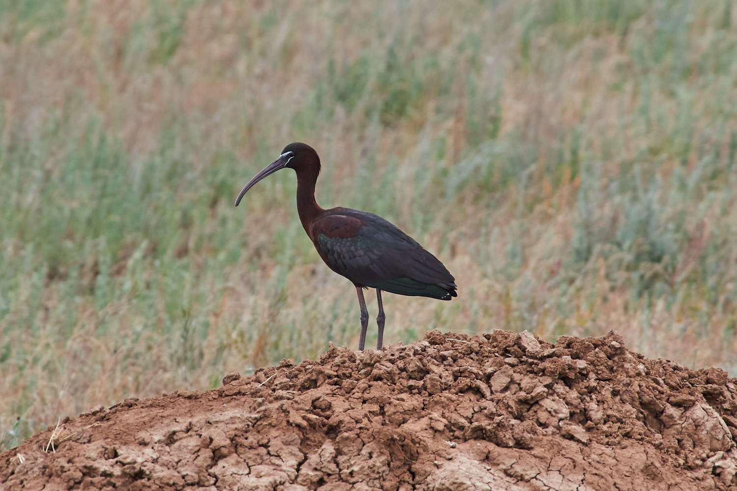 , Павел Сторчилов